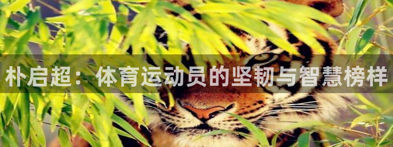 中欧体育kok官网首页：朴启超：体育运动员的坚韧与智慧榜样